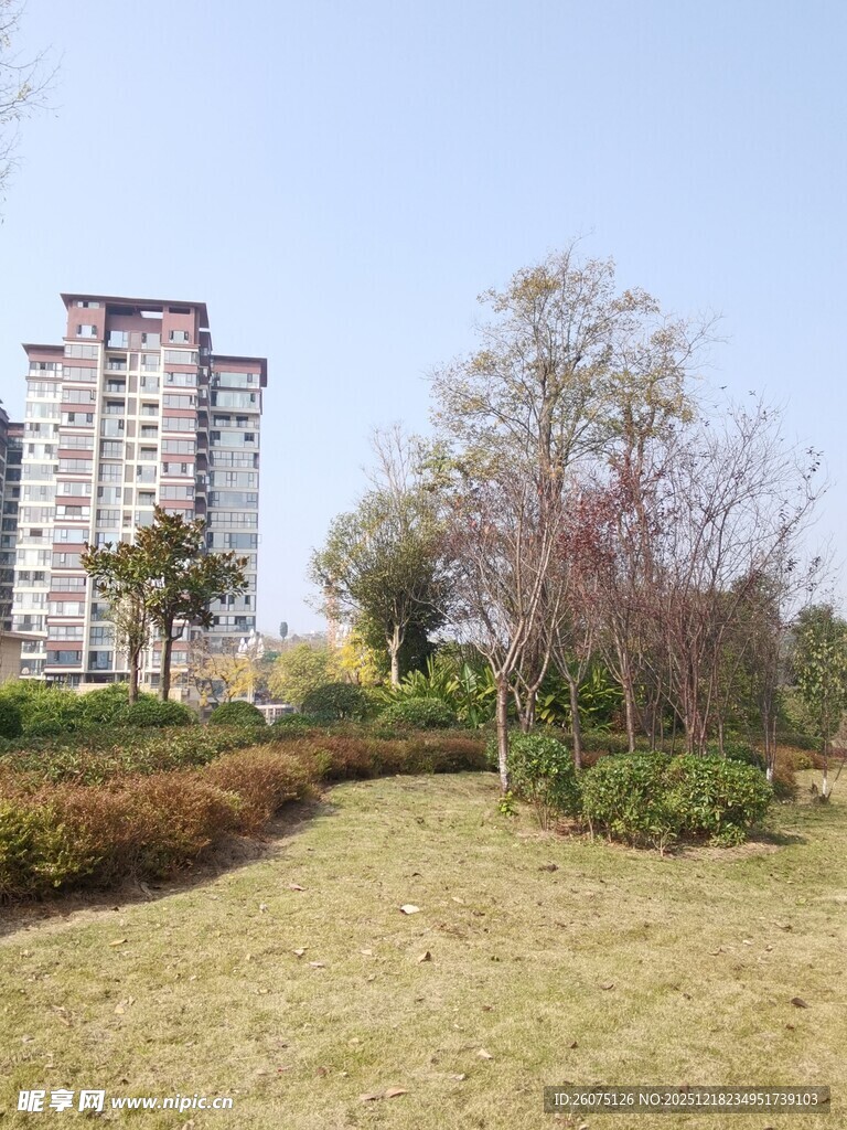 城市草地旁的高楼与树木
