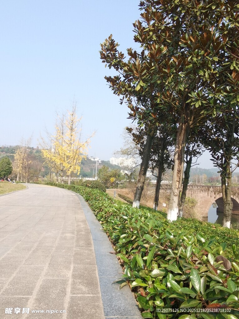 秋日林荫小道风景