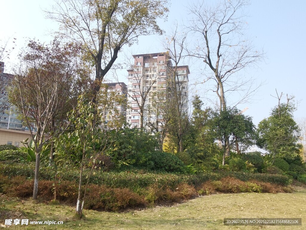 城郊风景树木与高楼相映