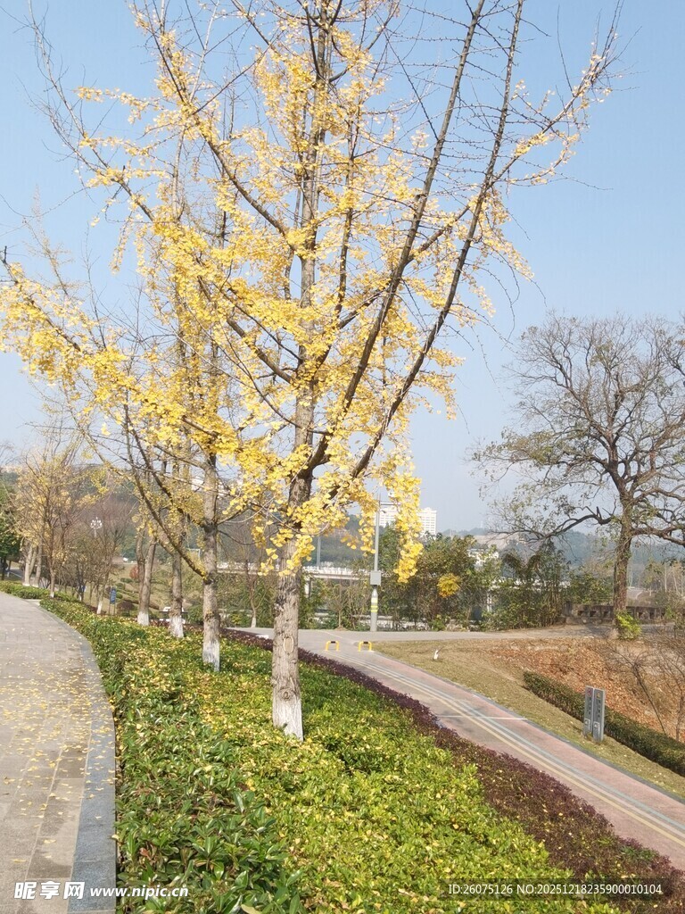 秋日银杏小道美景