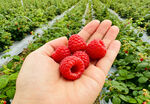 手捧树莓