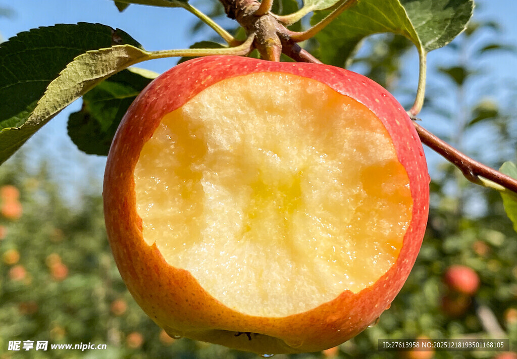 果园中咬过的红苹果