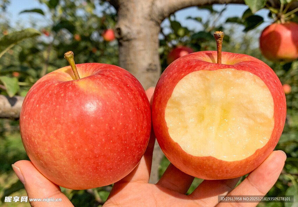 手捧红苹果