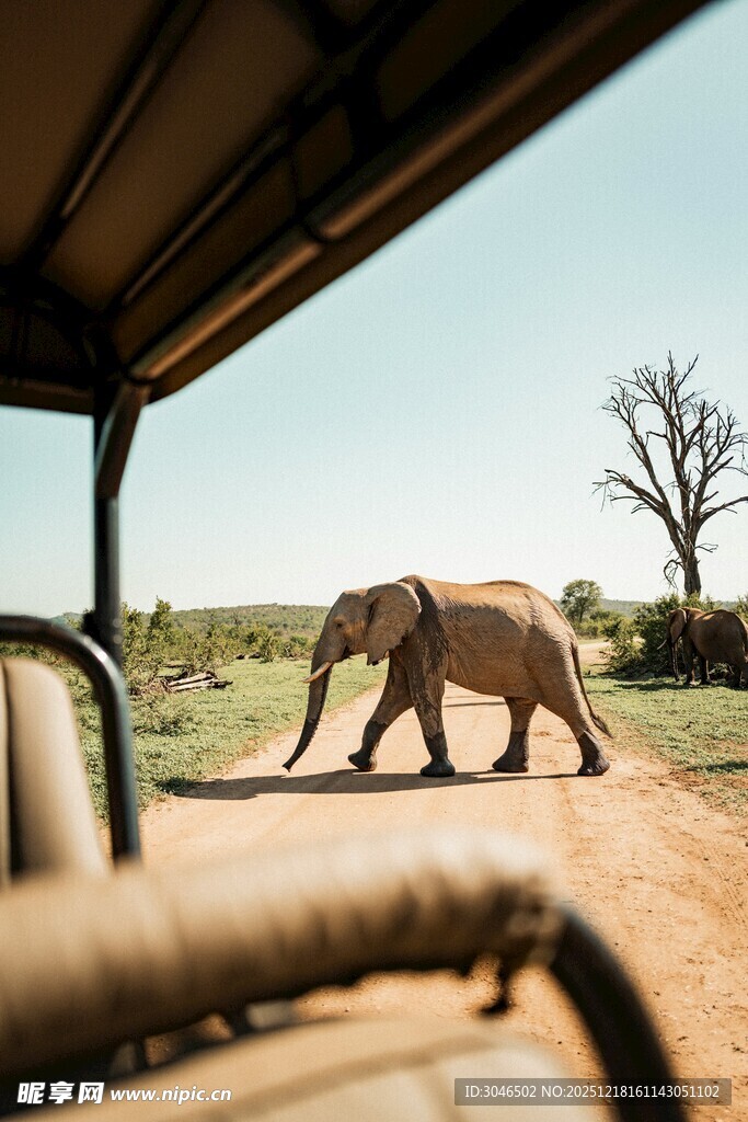 游猎途中遇大象漫步