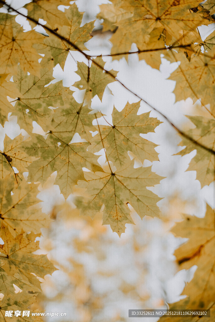 秋日金黄枫叶枝头美景