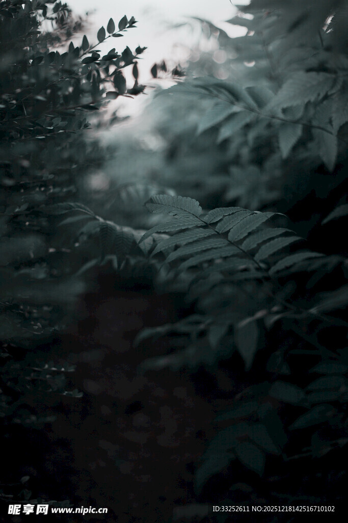 森林中的蕨类植物小径