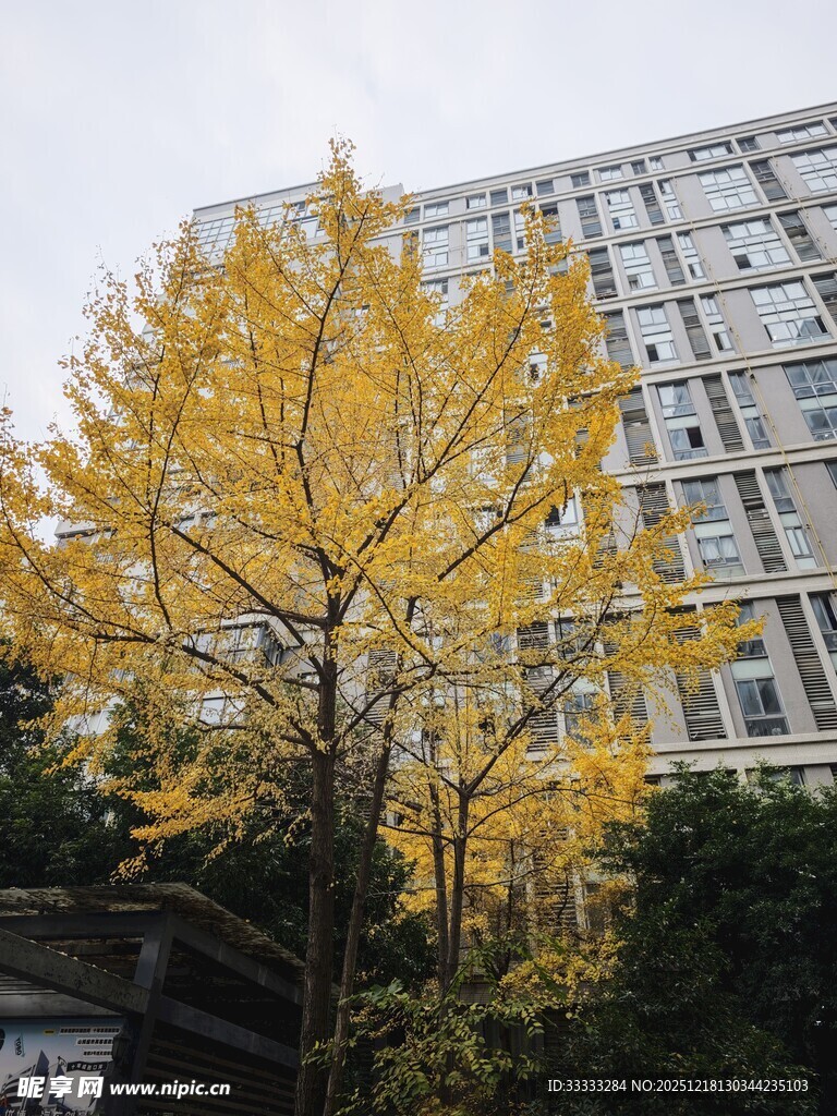 秋日银杏与现代建筑景观