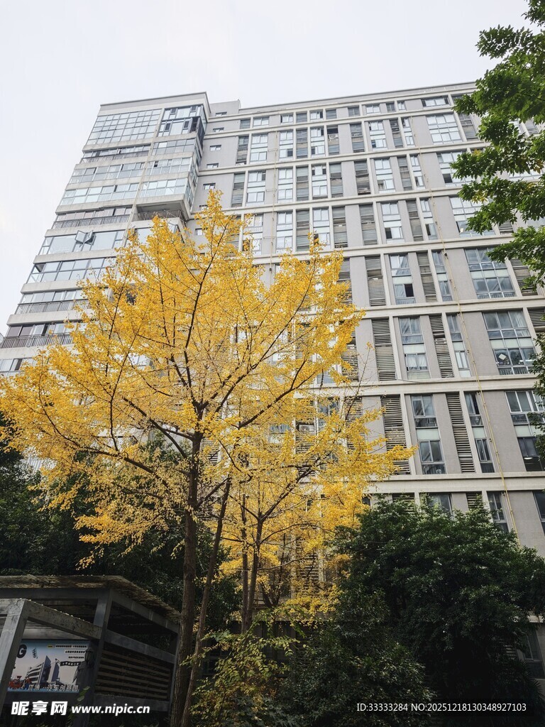 高楼旁的金黄银杏树