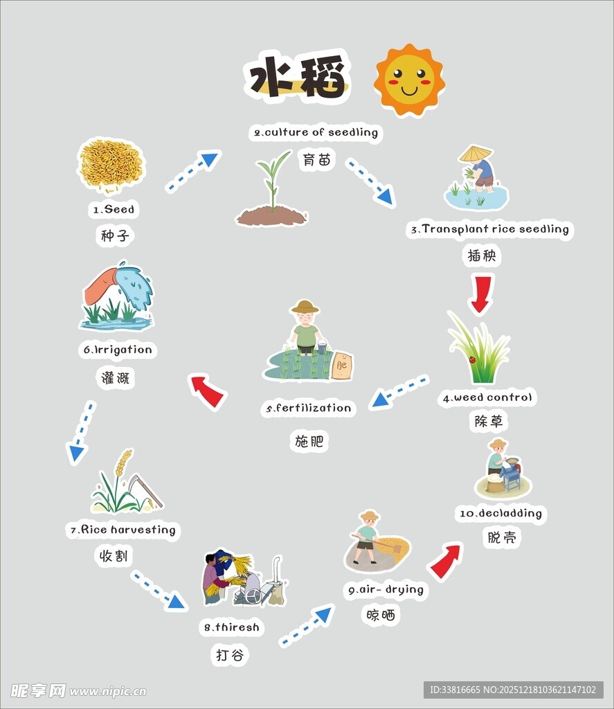 水稻生长周期示意图