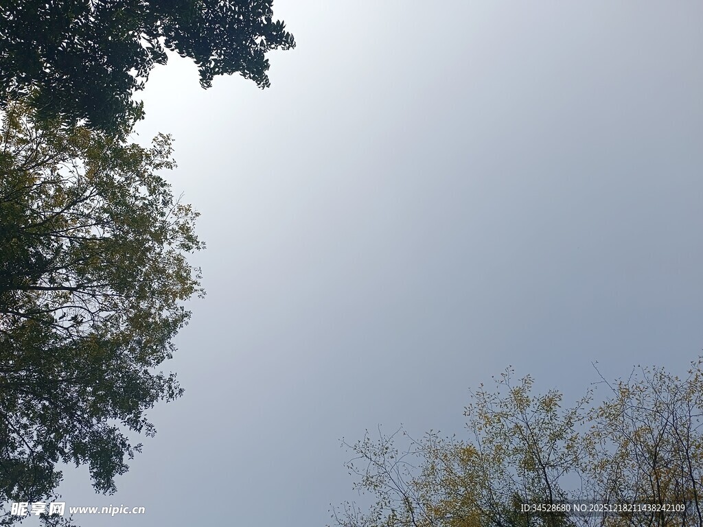 仰视绿树与晴朗天空