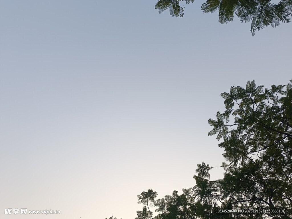 树梢之上的淡蓝天色