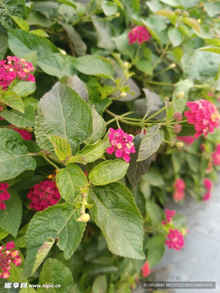 鲜艳红果绿叶植物景观