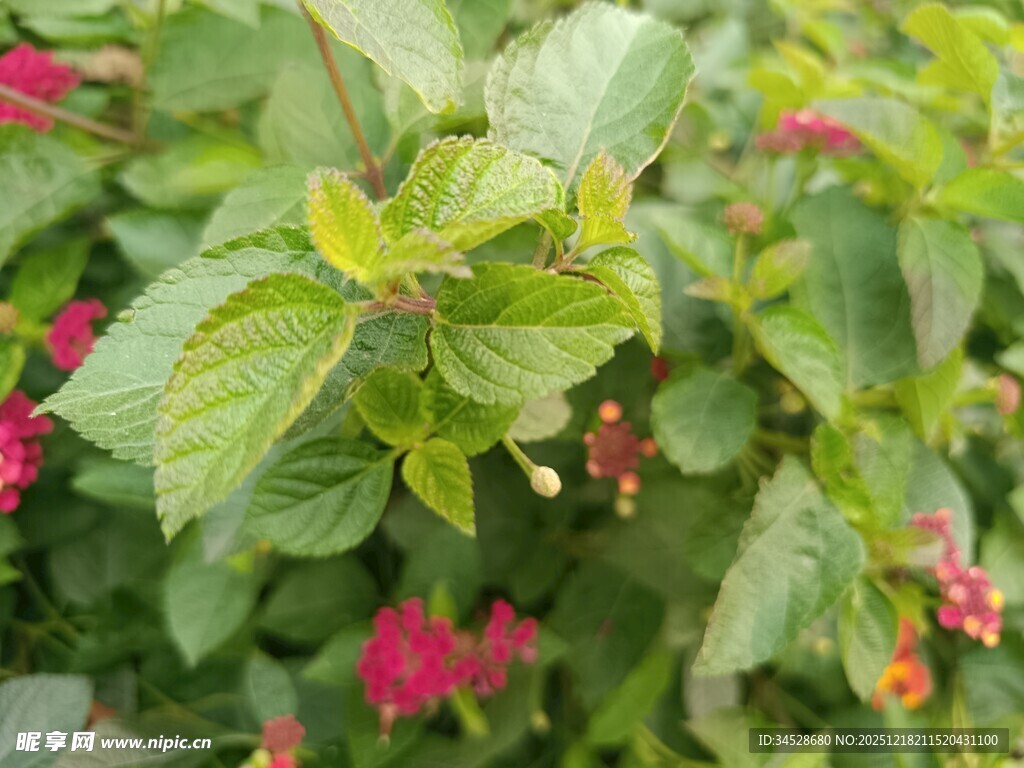 绿叶间的娇艳花朵