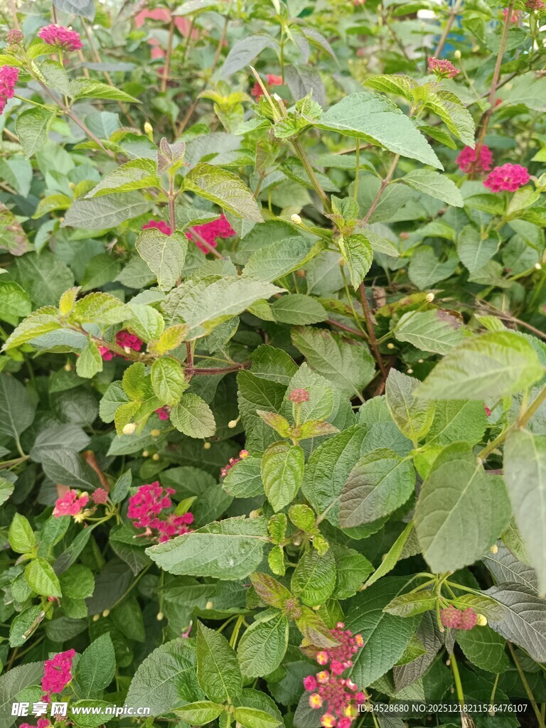 绿叶间点缀的娇艳小红花