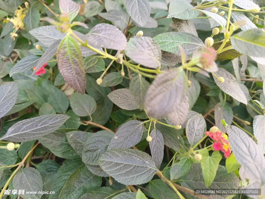绿叶间的红色植物果实
