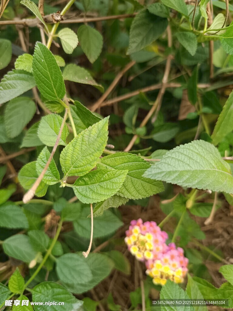 绿叶丛中的多彩小花