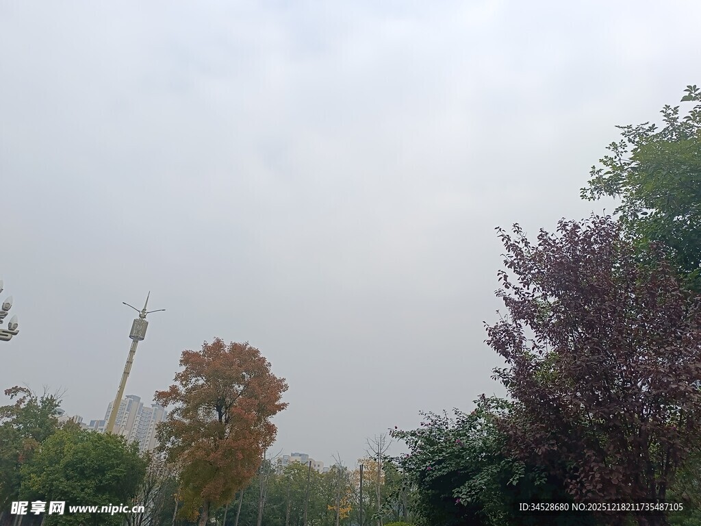 秋日户外树木景致