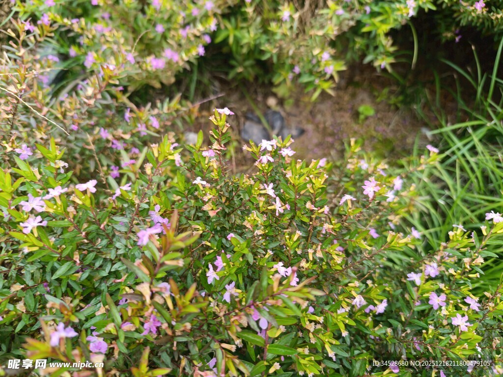 繁茂花丛中的缤纷景致