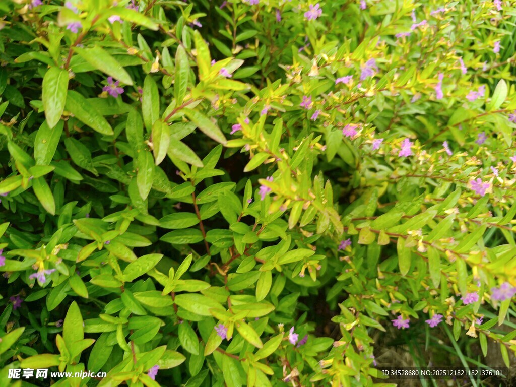 翠绿植物间点缀紫色小花