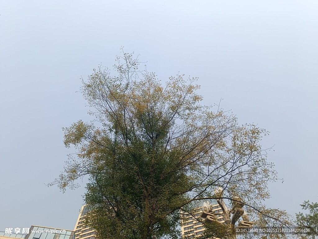 高大葱郁的树木