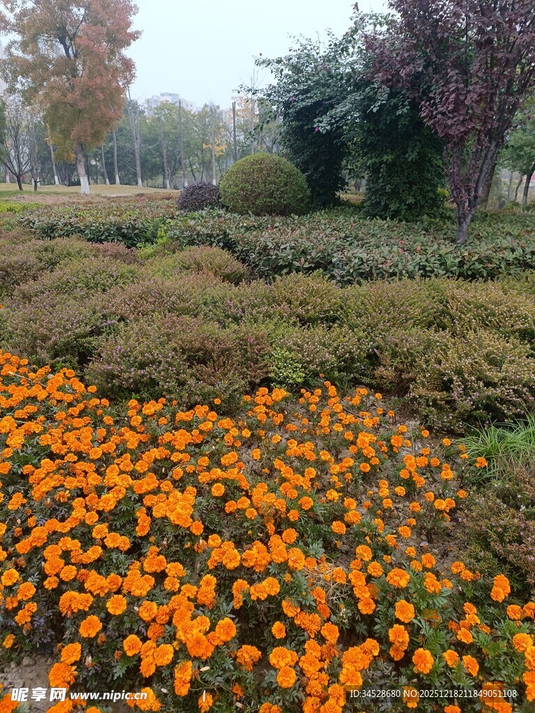 秋日绚烂花丛景观