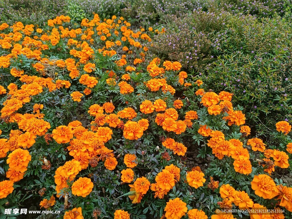 橙色花海绽放自然之美