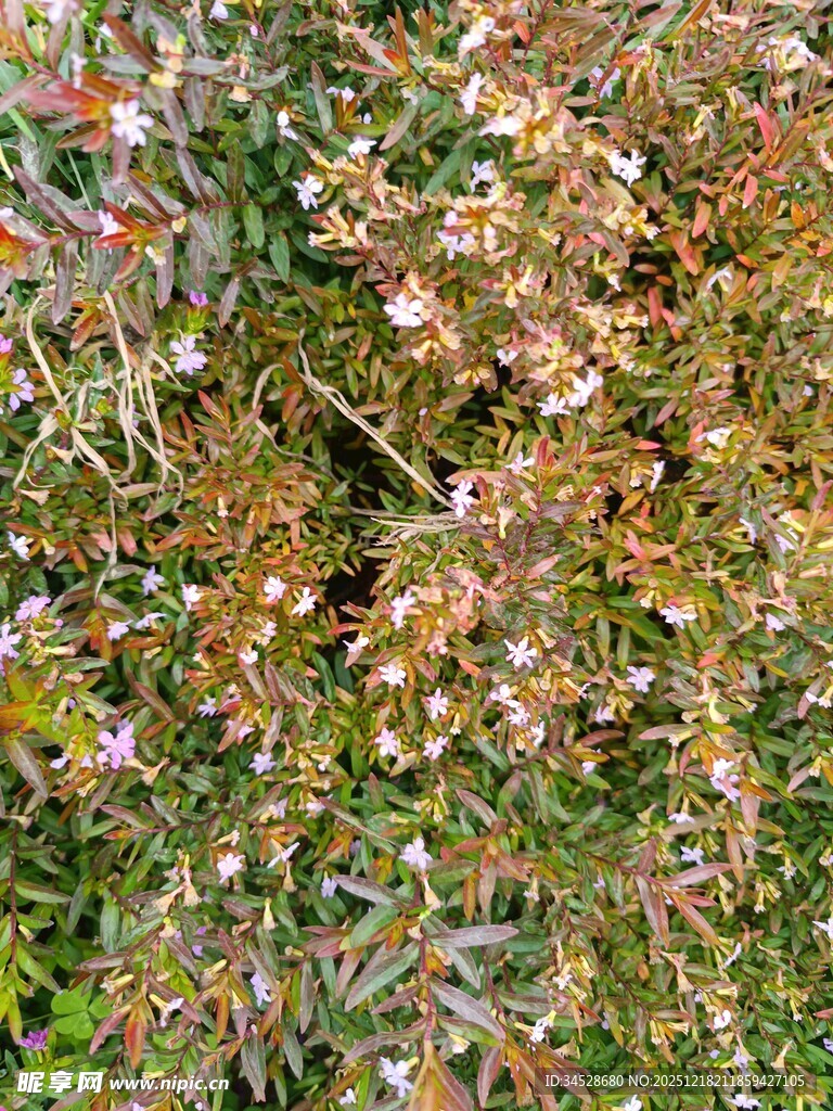 繁茂多彩的植物景观