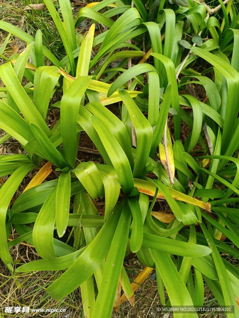 翠绿繁茂的热带观叶植物