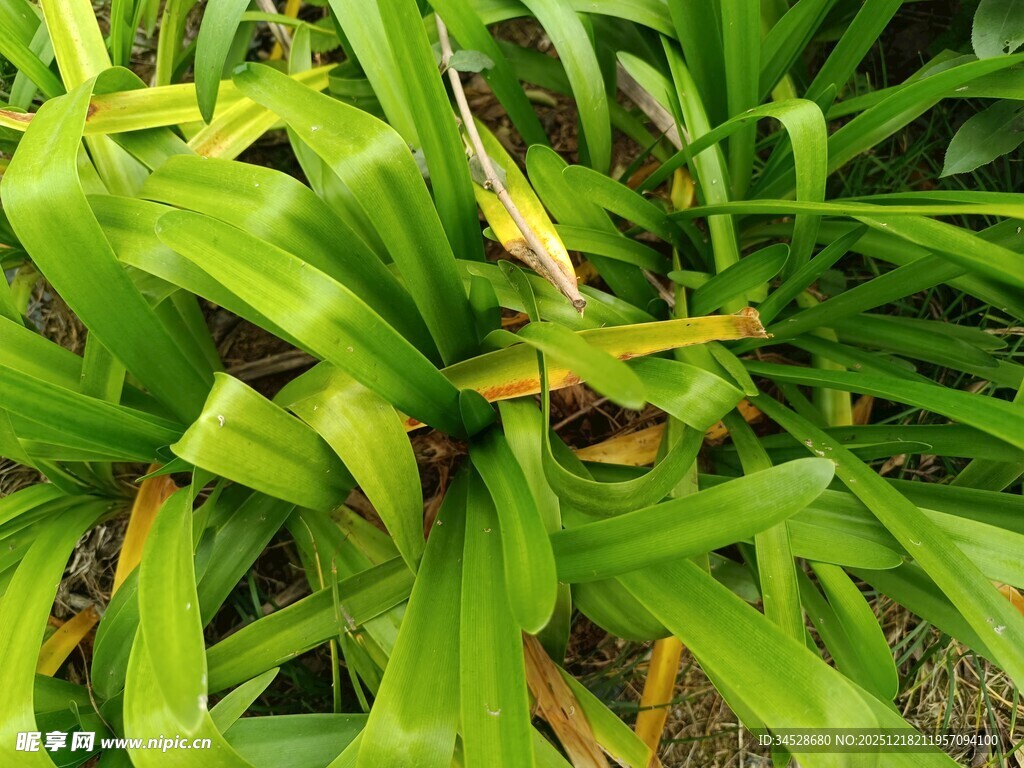 翠绿繁茂的热带植物叶片