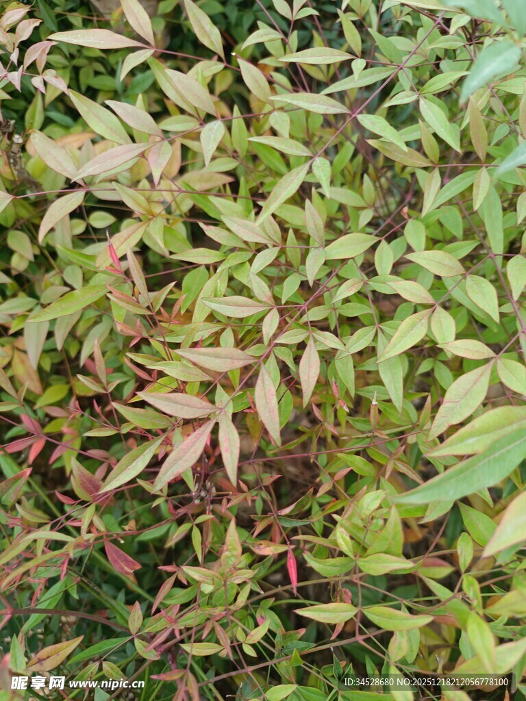 多彩叶片植物特写