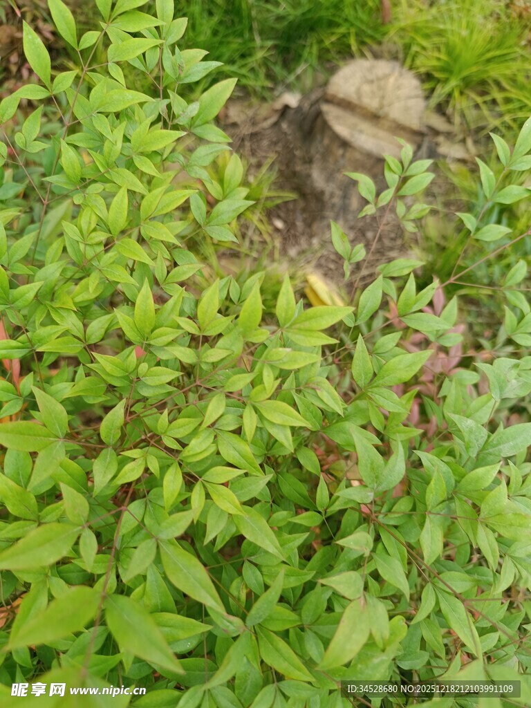 绿叶丛中的褐色石块