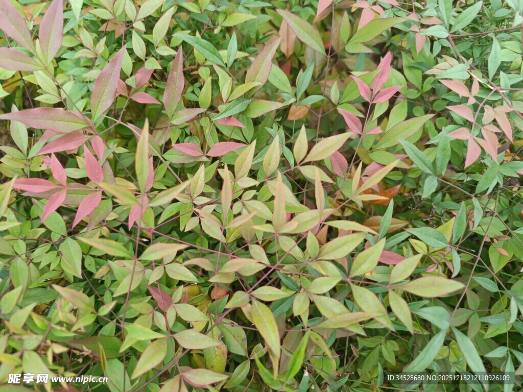多彩叶片植物特写