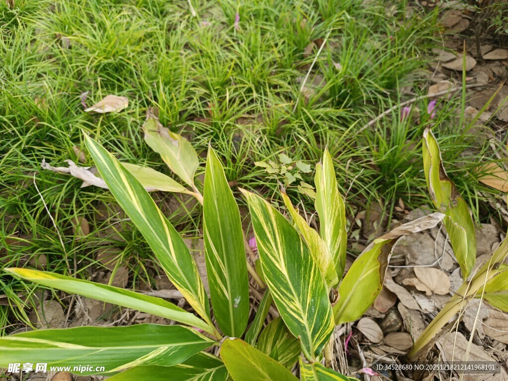 翠绿丛生的嫩竹苗