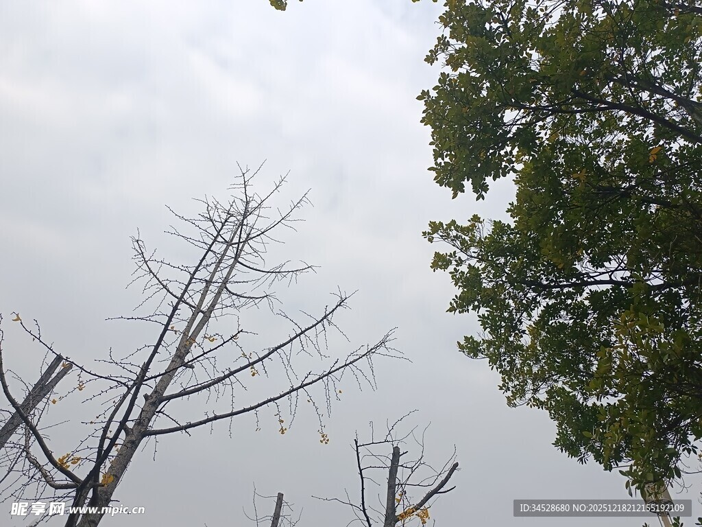 枯树与绿树对比景象