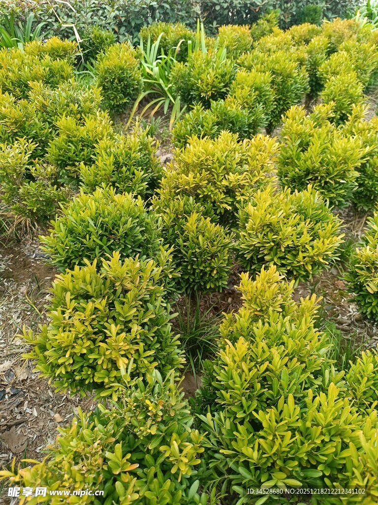 金黄灌木绿植景观