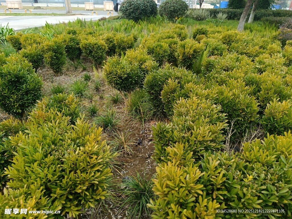 繁茂绿植园林景观