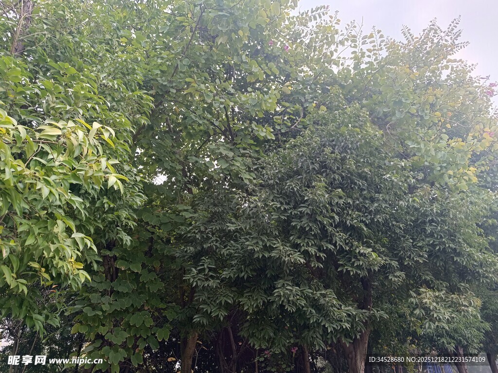 繁茂绿树成荫的自然景致