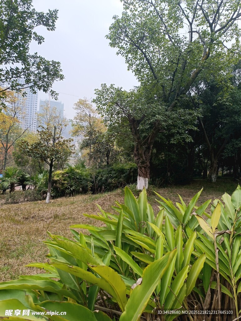 绿意盎然的户外植物景观