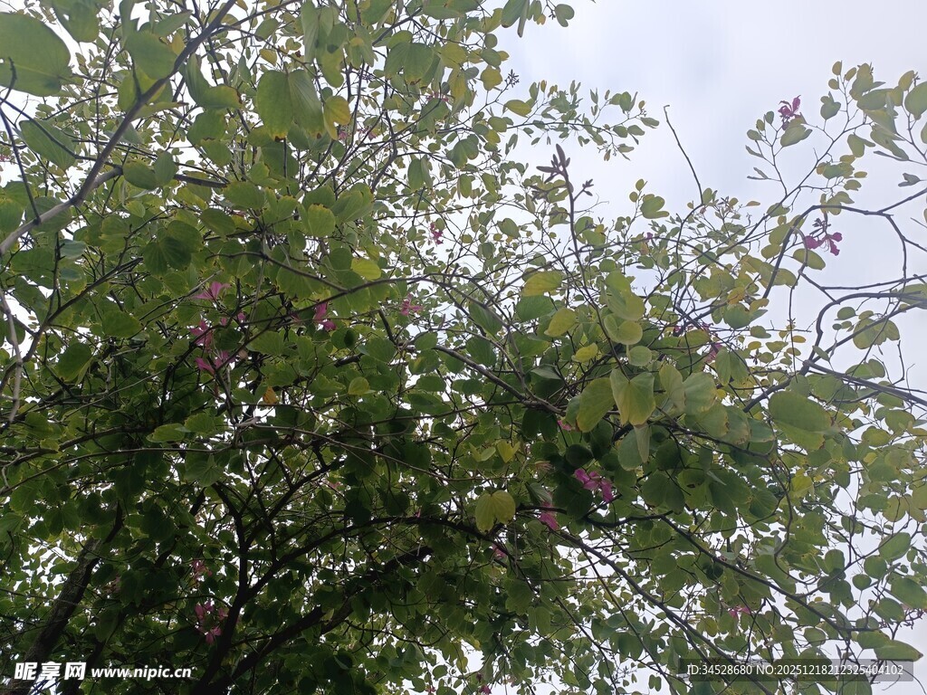 枝叶繁茂的绿树