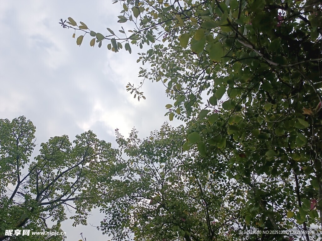 仰视林间枝叶与天空