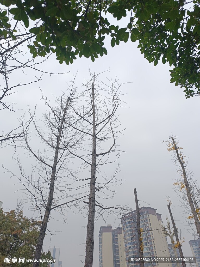 城市中光秃树木与高楼