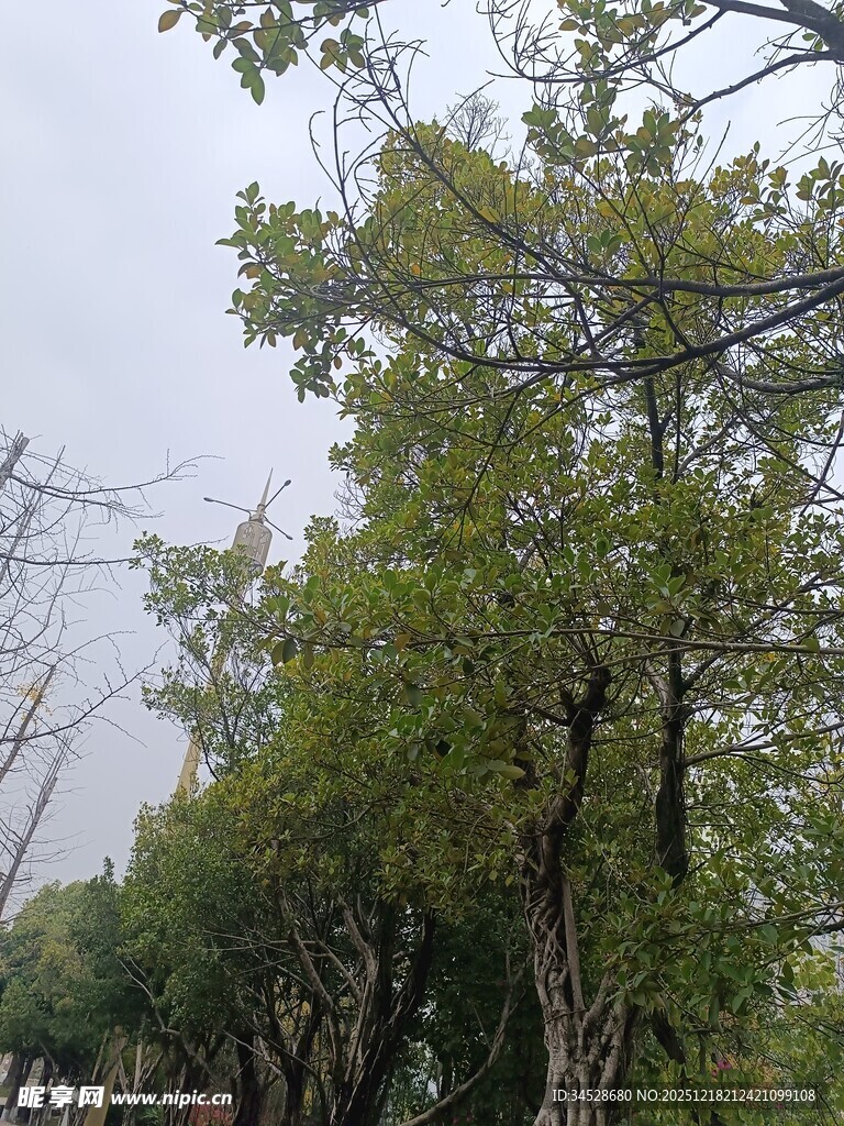 路边绿树成荫的景象