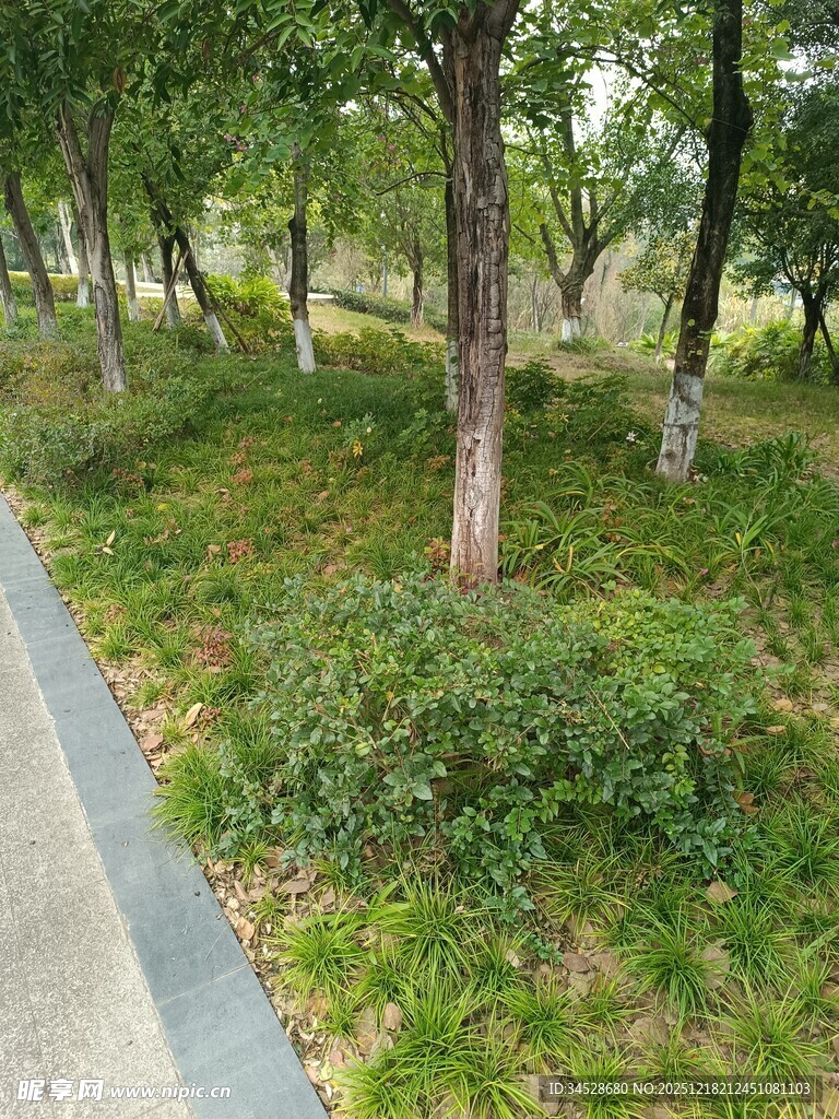 林间小道旁的绿植景观