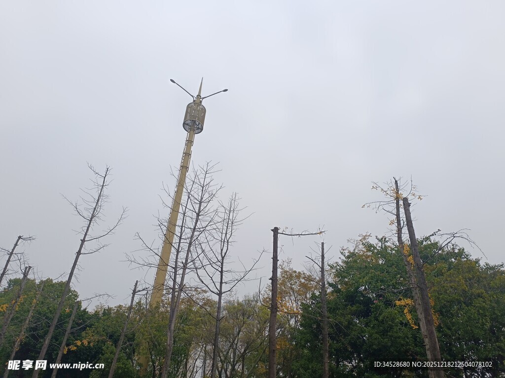 高耸塔吊立于树木之间