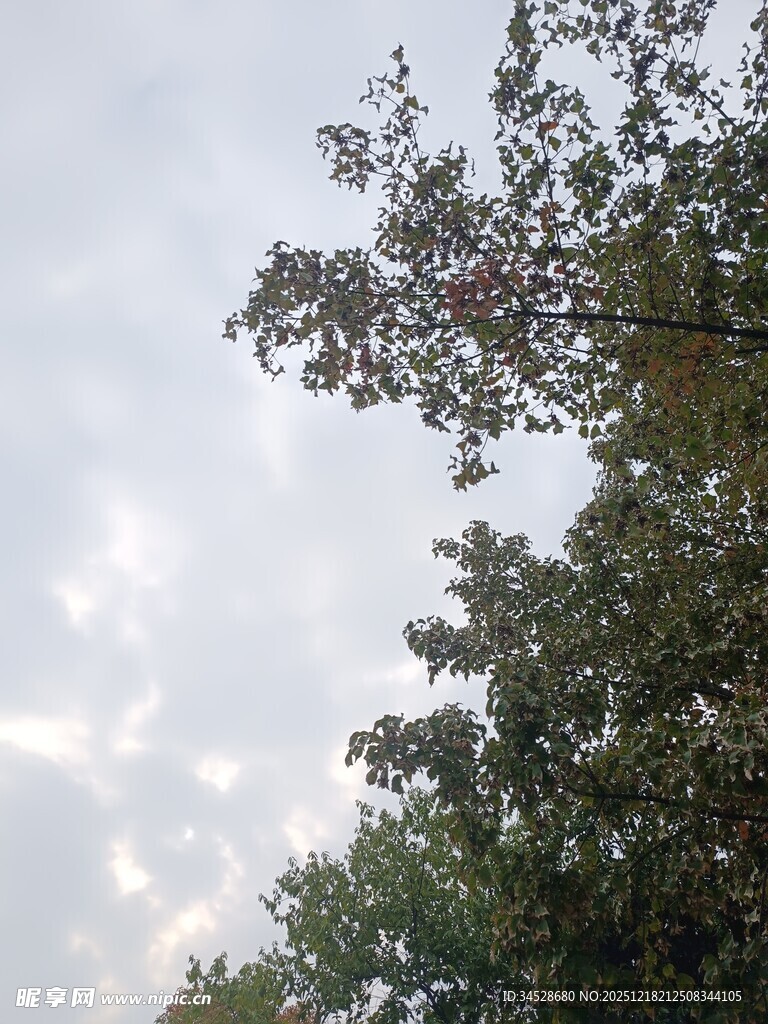 仰视天空中的树木与云朵