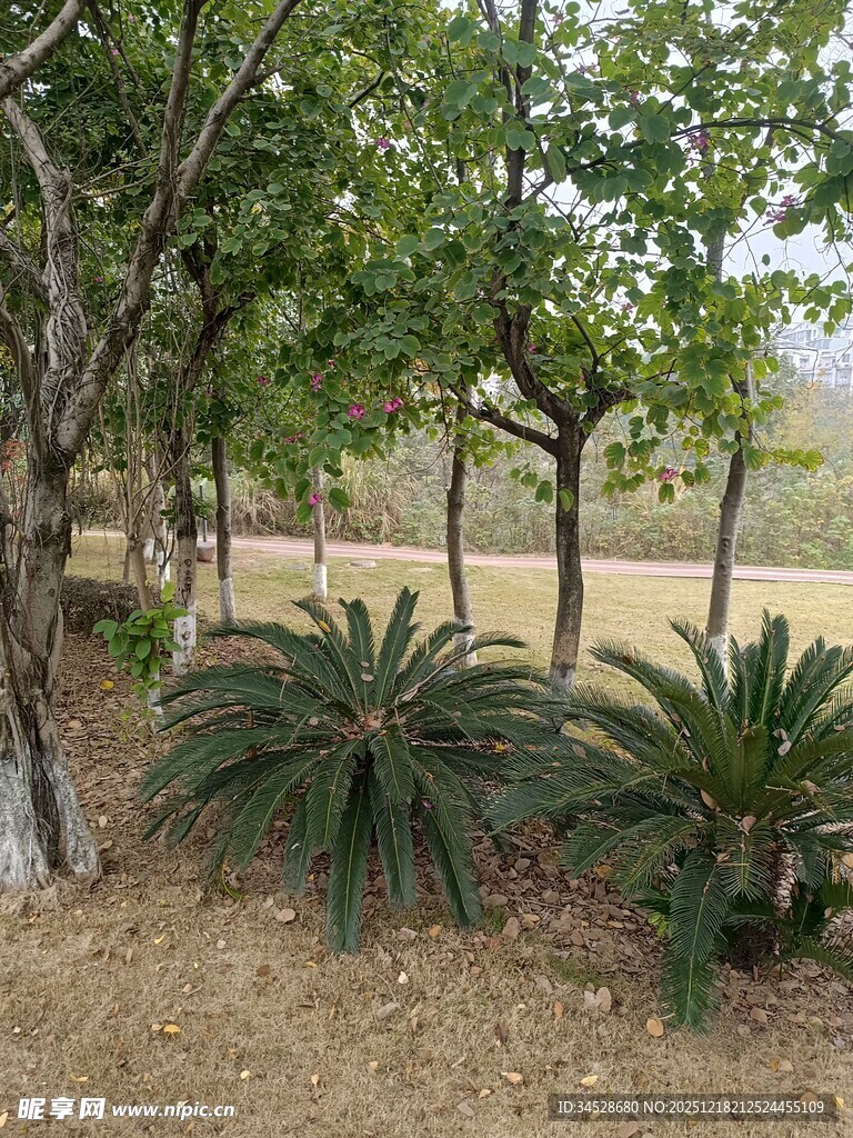 户外树木与绿植景观