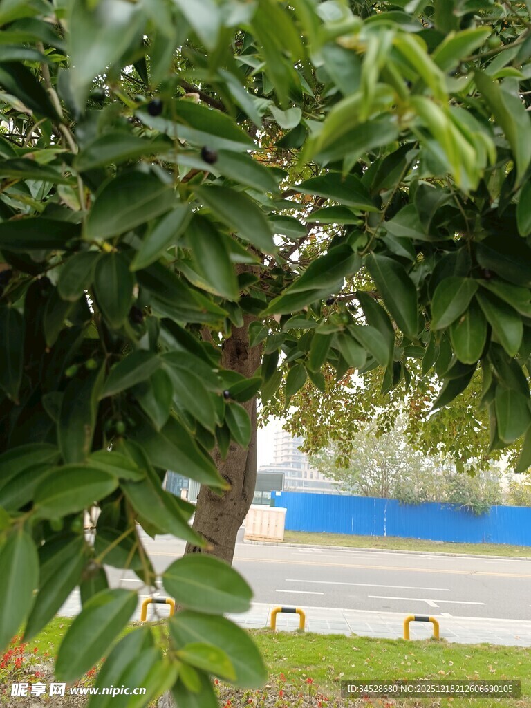 绿叶掩映下的户外景致