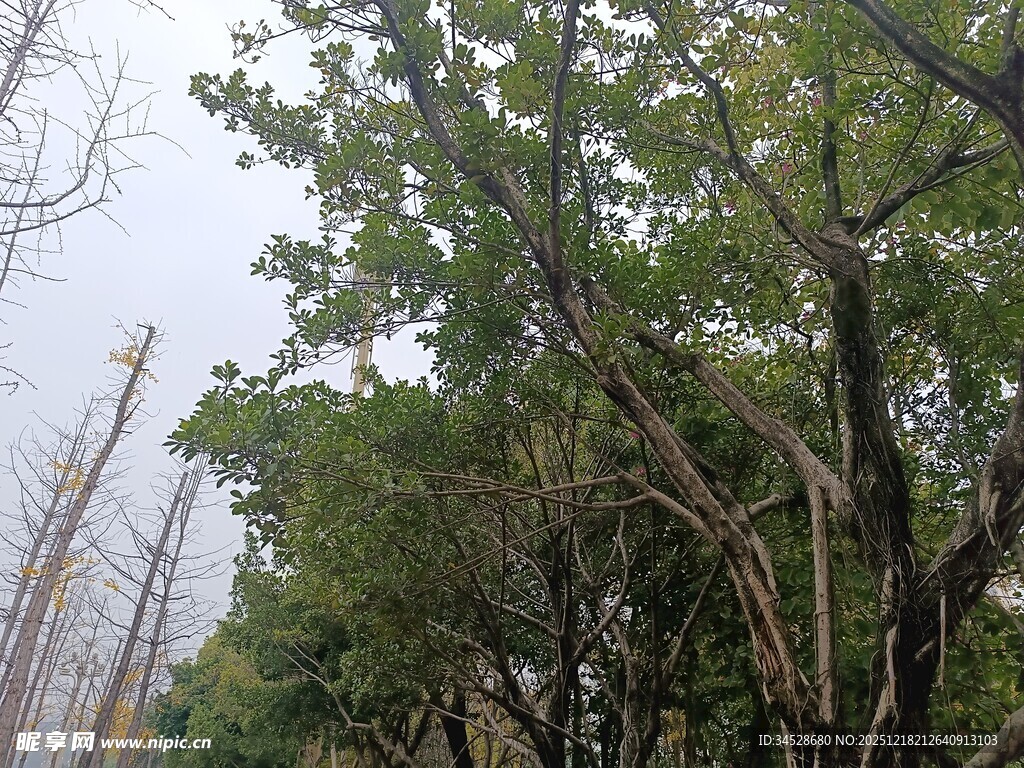 树林中的繁茂树木