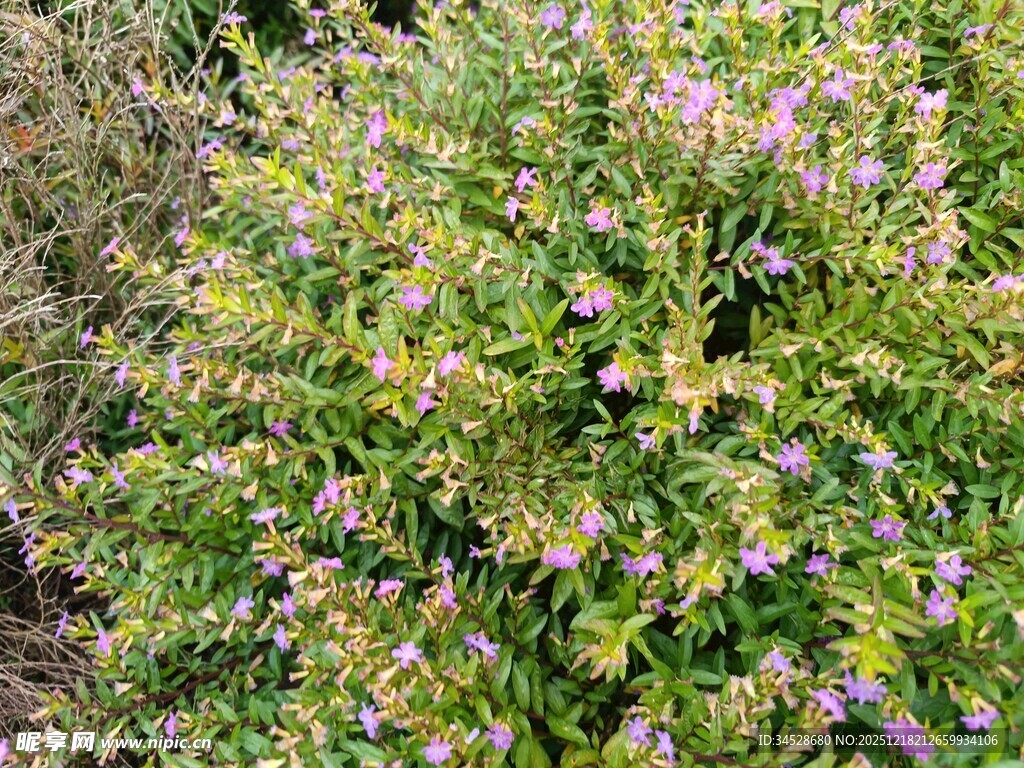 繁茂花丛绽放美丽小花