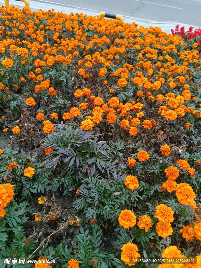 大片橙色万寿菊绽放